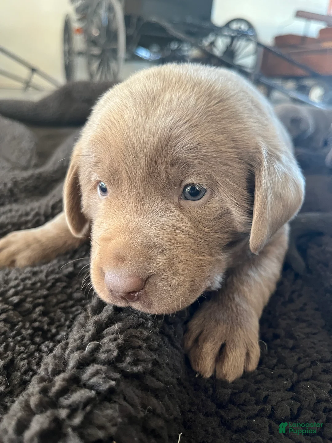 Labrador Retriever dogs for sale: Sammy - Ad 2