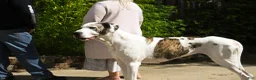Great Dane dogs for sale: Ponza “Tank”  - Ad 7