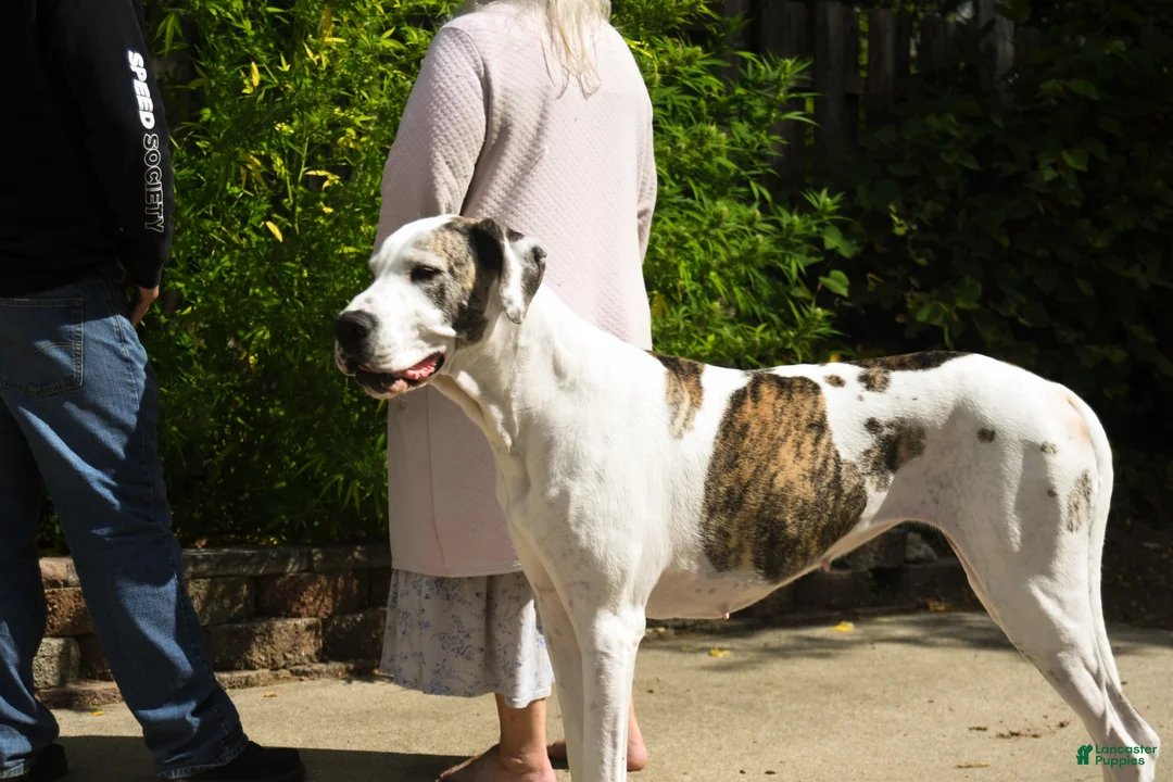 Great Dane dogs for sale: Ponza “Tank”  - Ad 7