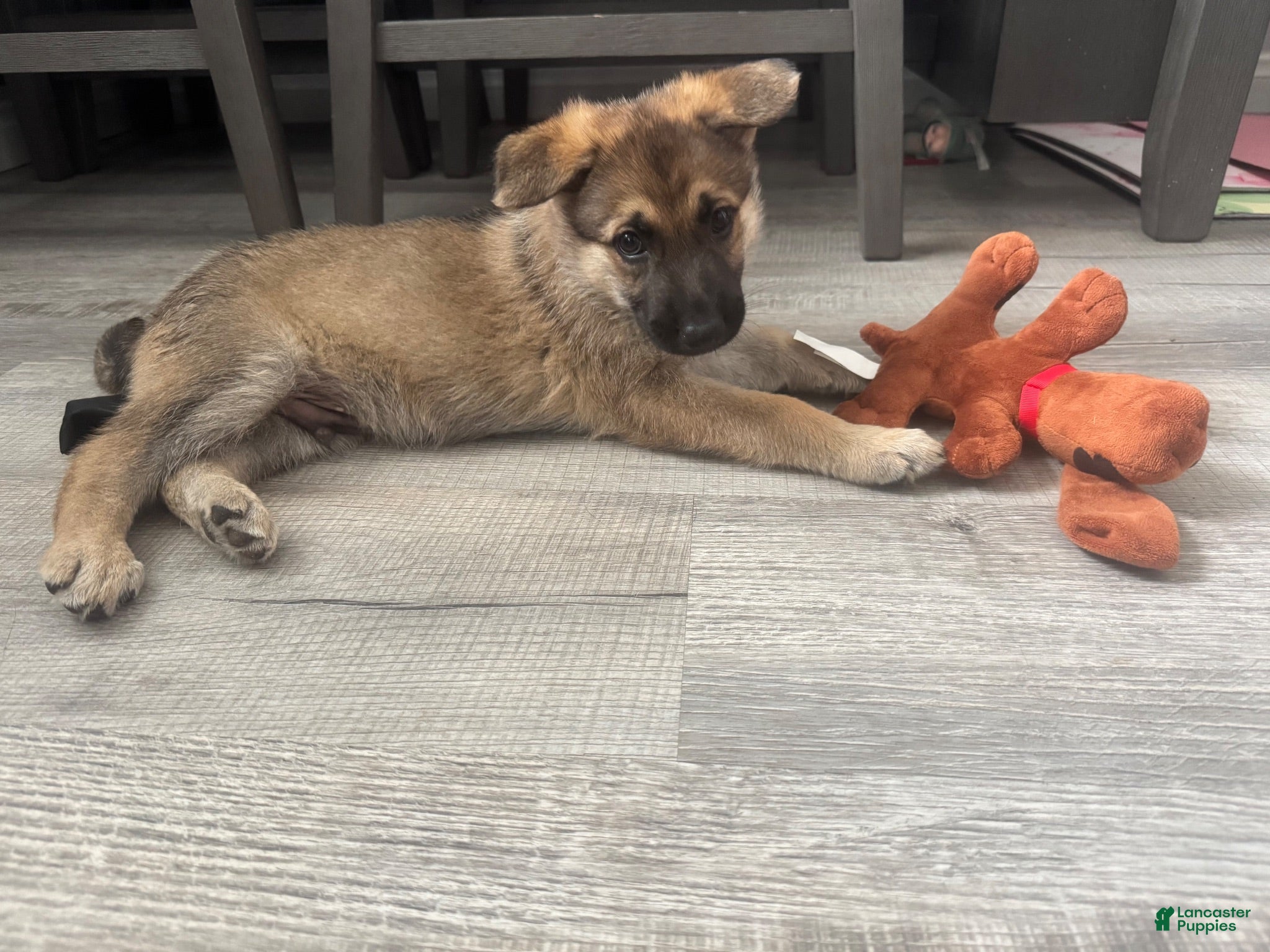 German Shepherd dogs German Shepherd 3 - Ad 19