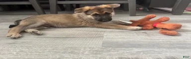 German Shepherd 3