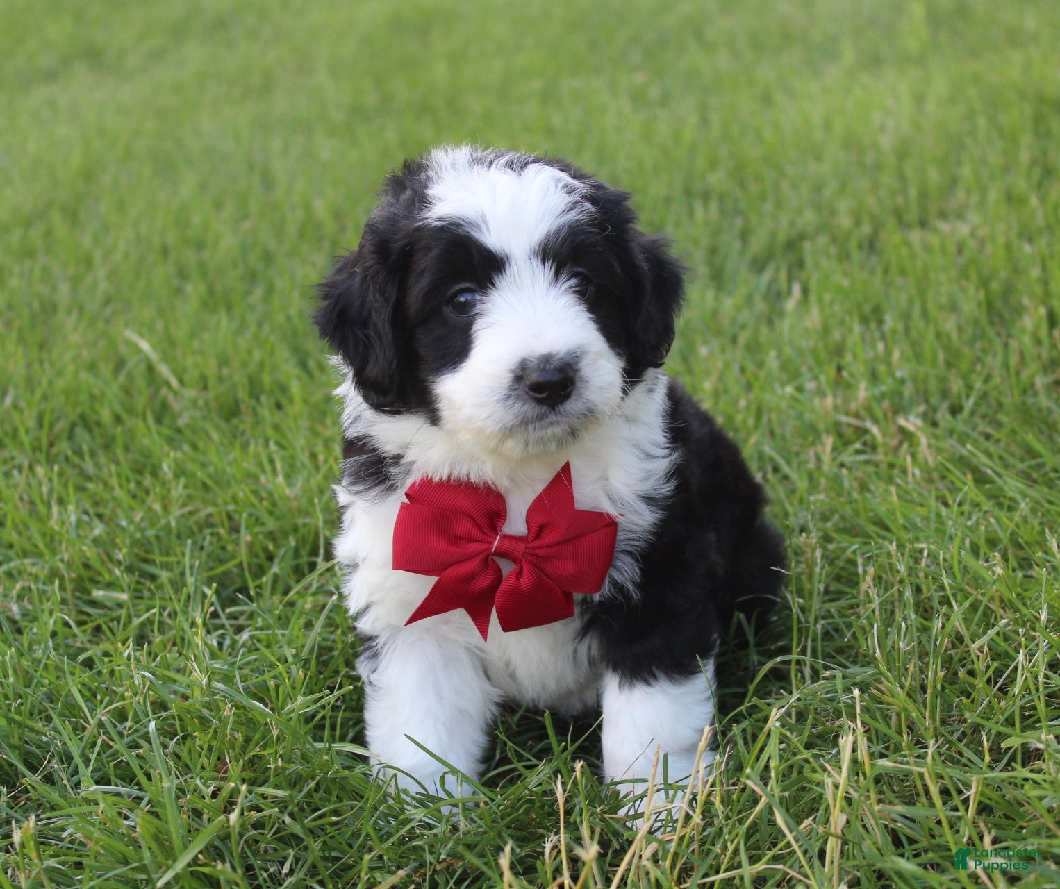Mini Aussiedoodle dogs for sale: Jasper 💎 - Ad 1