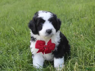 Mini Aussiedoodle dogs for sale: Jasper 💎 - Ad 4