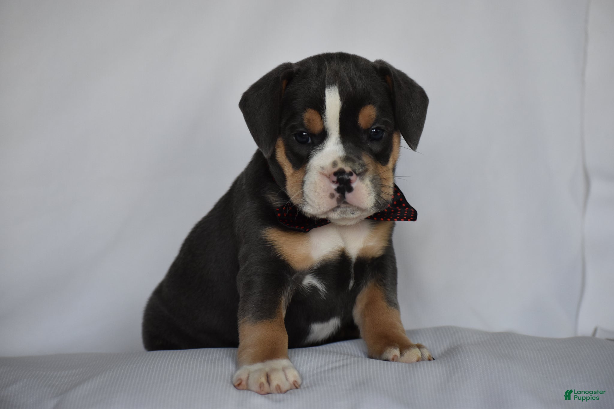 Beabull dogs Blossom - Ad 2