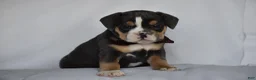 Beabull dogs for sale: Blossom - Ad 2