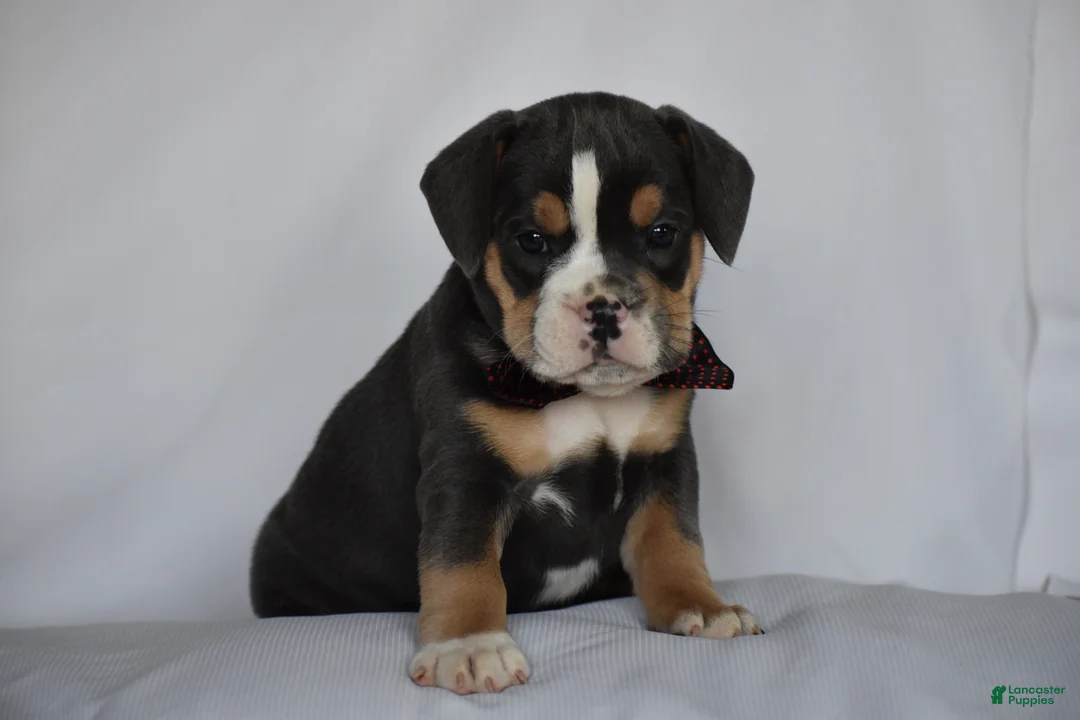 Beabull dogs for sale: Blossom - Ad 2
