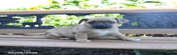 Jug dogs for sale: Cooper - Ad 3