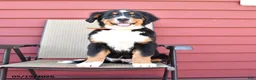 Bernese Mountain Dog dogs for sale: Jimmy - Ad 1
