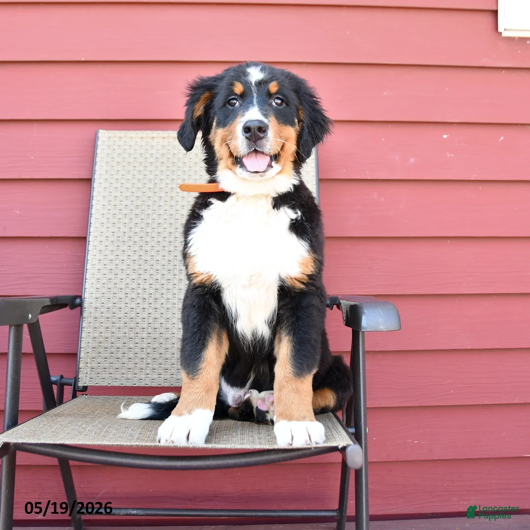 Bernese Mountain Dog dogs for sale: Jimmy - Ad 1