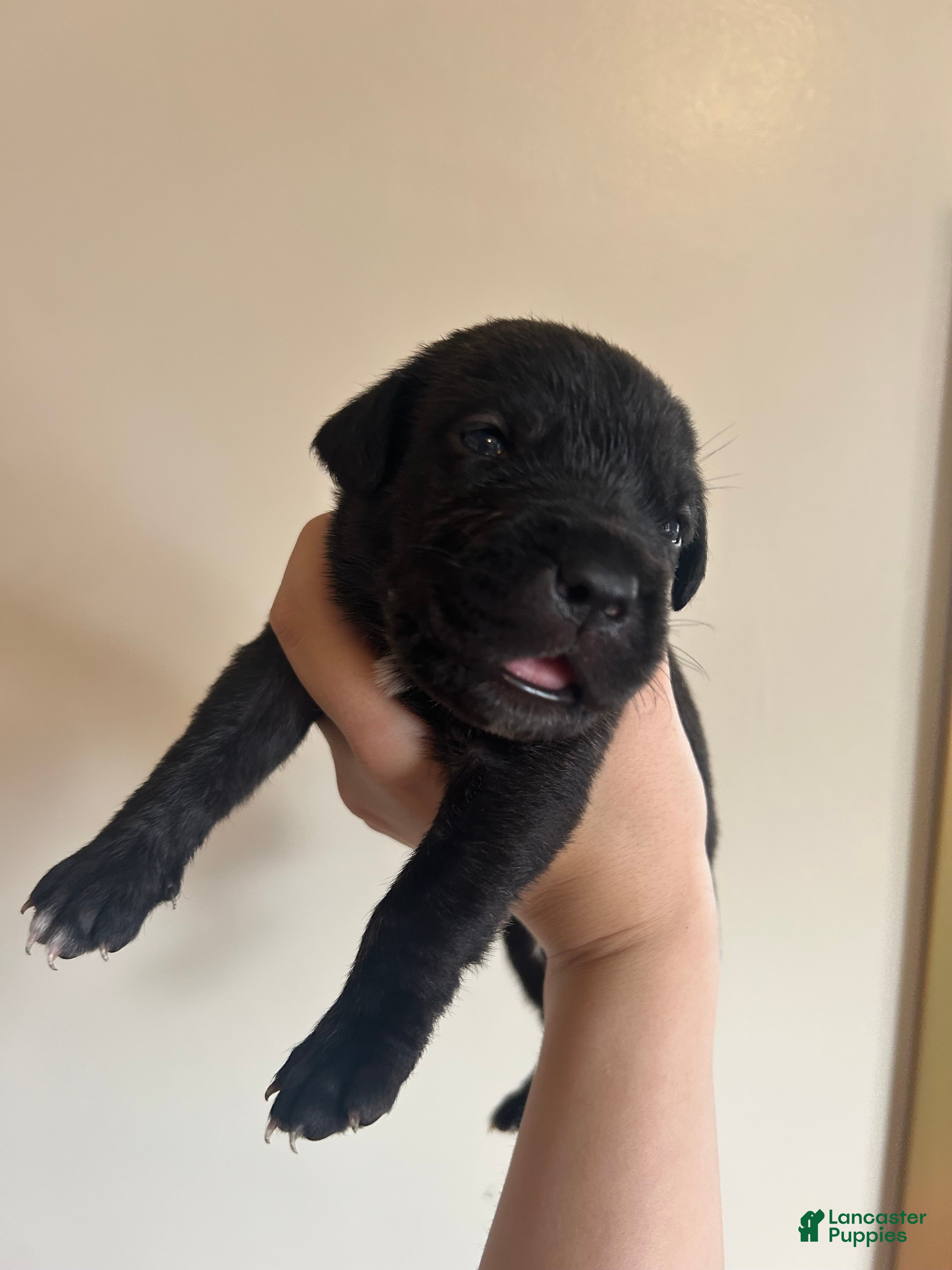 Cane Corso dogs Red  - Ad 41