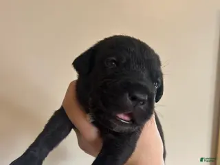 Cane Corso dogs Red - Ad 14