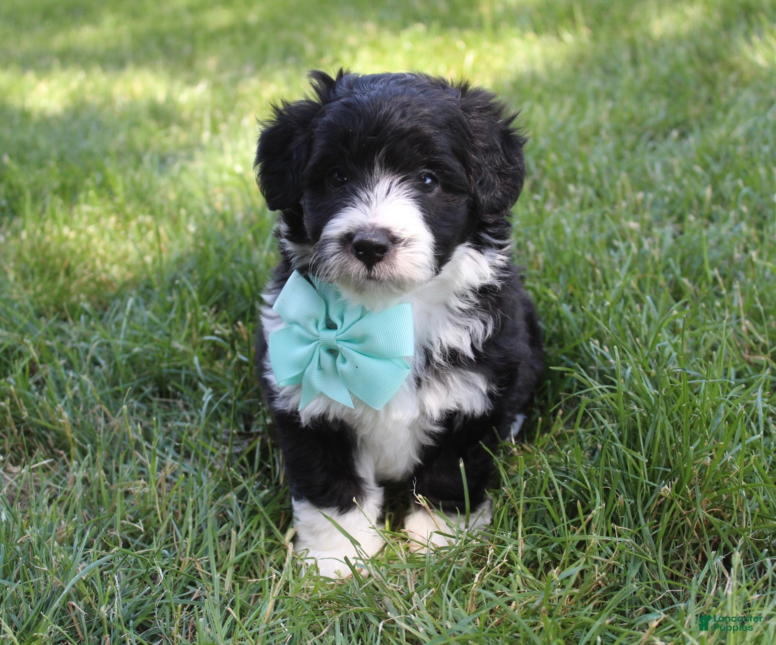 Mini Aussiedoodle dogs for sale: Jett 💎 - Ad 2