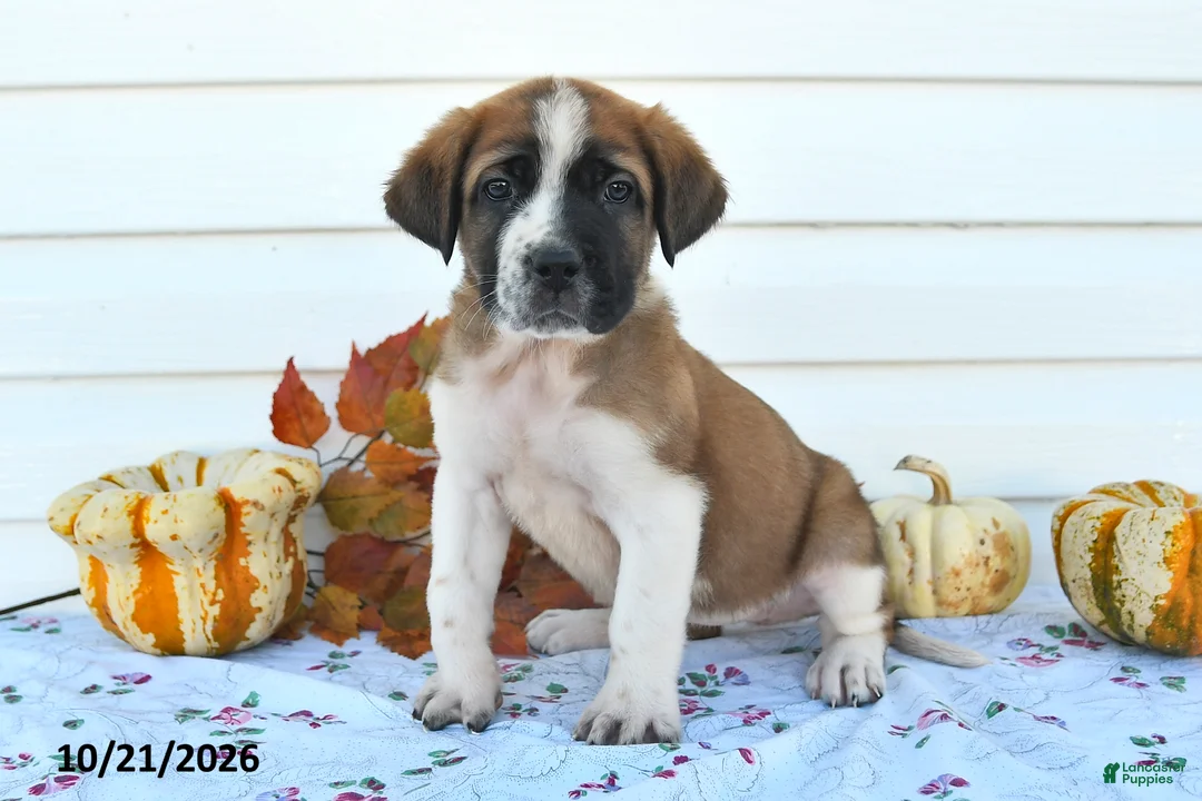 Saint Bernard dogs for sale: Dori - Ad 3