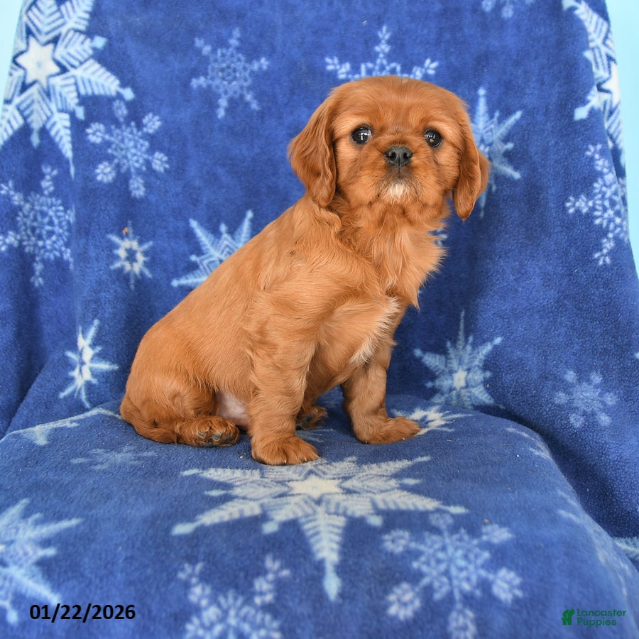 Cavalier King Charles Spaniel dogs Noah - Ad 8