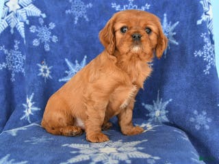 Cavalier King Charles Spaniel dogs Noah - Ad 8