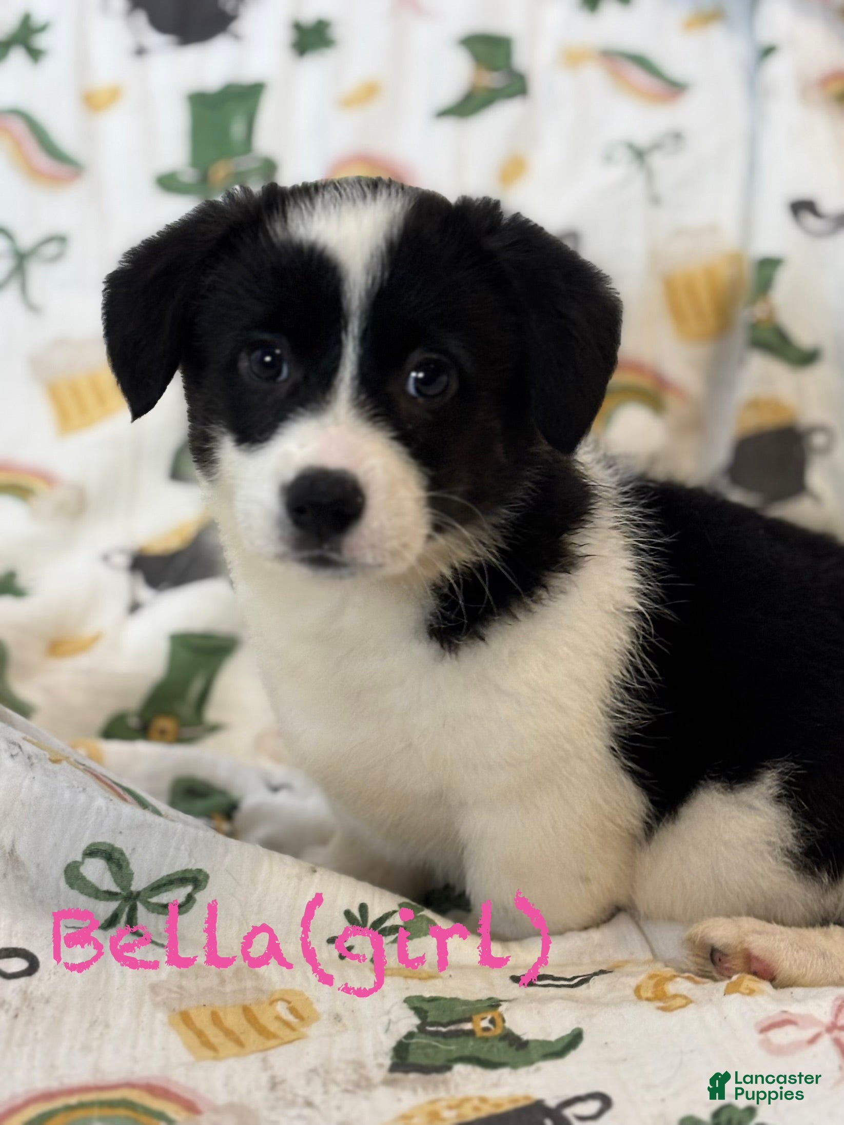 American Corgi dogs Bella  - Ad 8