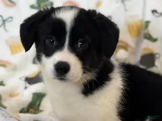 American Corgi dogs Bella - Ad 8