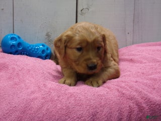 Golden Retriever dogs Piper - Ad 7