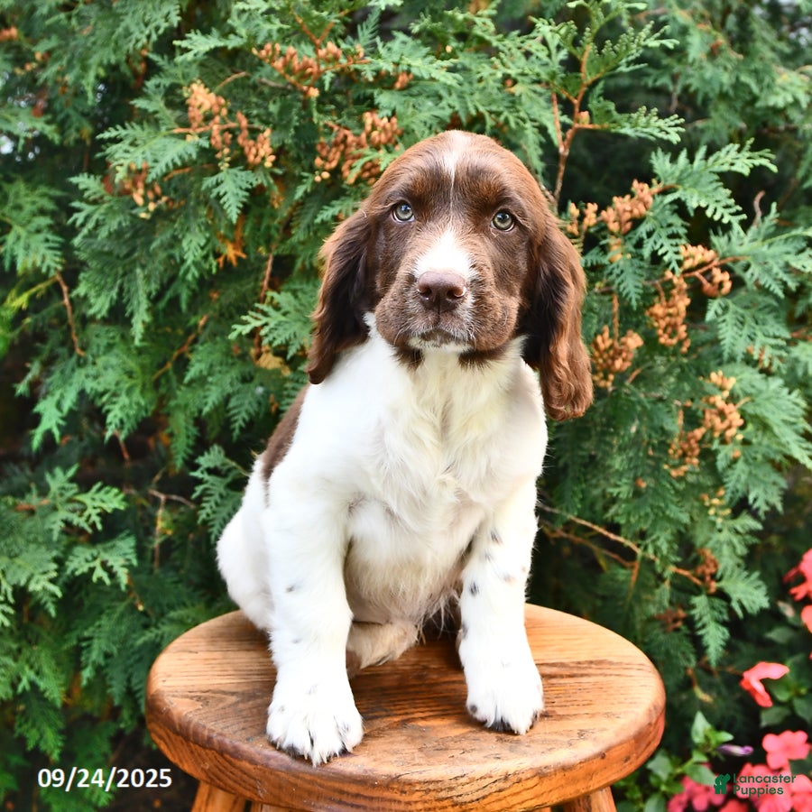 English Springer Spaniel Puppies for sale Lancaster Puppies