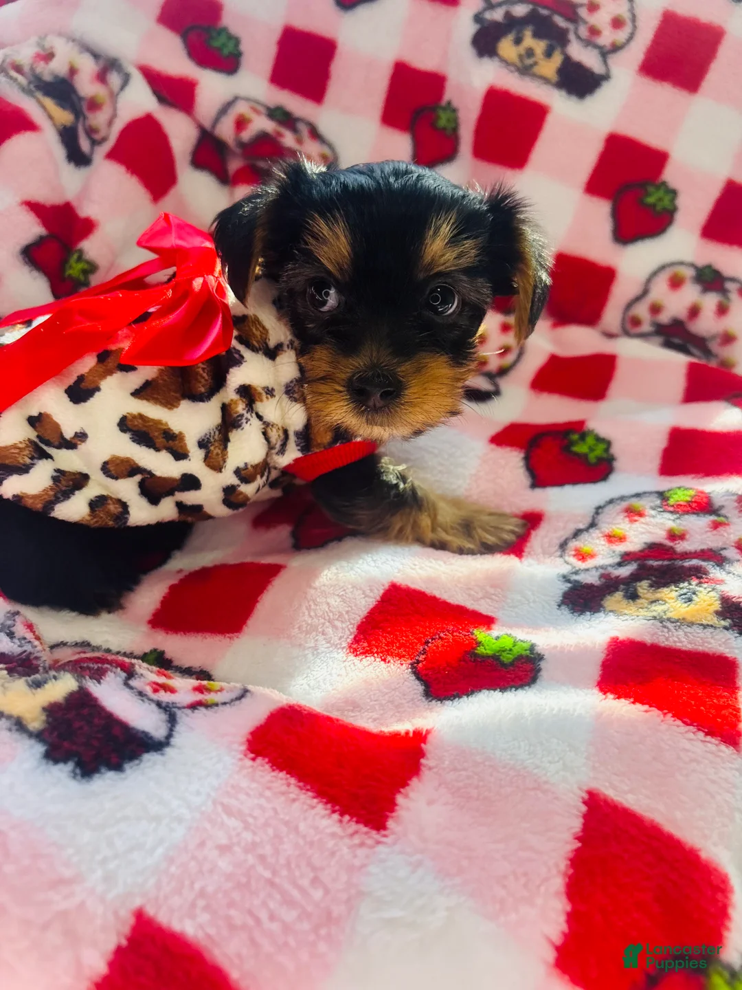 Yorkshire Terrier dogs for sale: Pepper - Ad 2