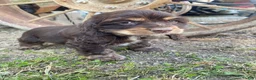 Cocker Spaniel dogs for sale: Snickers - Ad 5