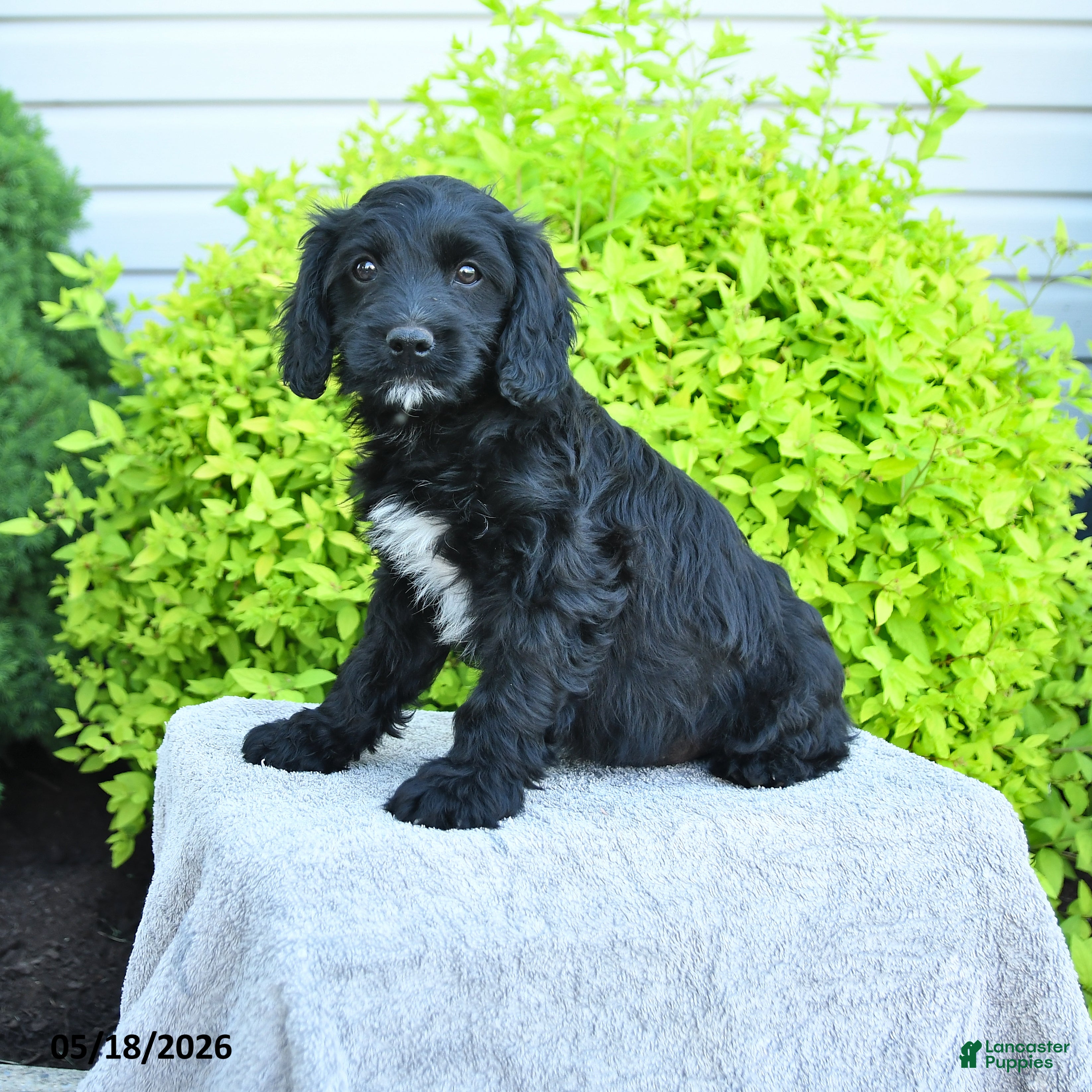 Cavapoo dogs Max - Ad 2