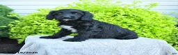 Cavapoo dogs for sale: Max - Ad 2