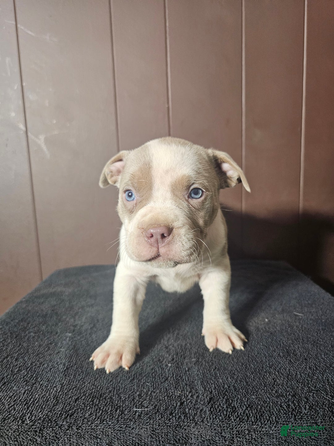 American Bully dogs for sale: Bruiser - Lilac Pied - Ad 3