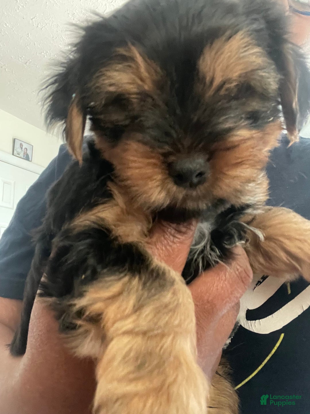 Yorkshire Terrier dogs for sale: Pet 1 - Ad 7