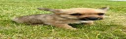 Chorkie dogs for sale: Chorkie 3 - Ad 4