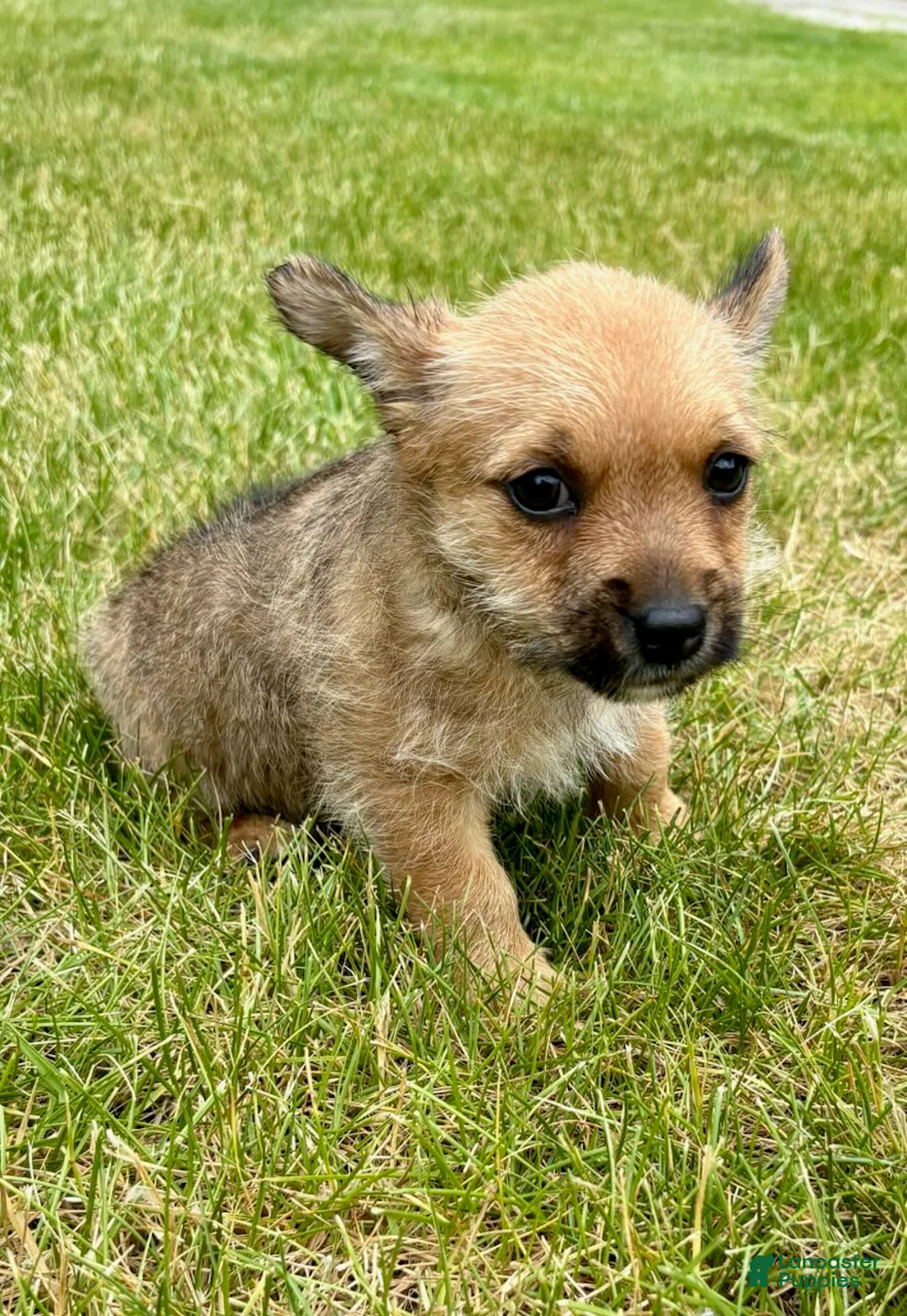 Chorkie dogs for sale: Chorkie 3 - Ad 4
