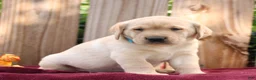 Labrador Retriever dogs for sale: Rusty  - Ad 4