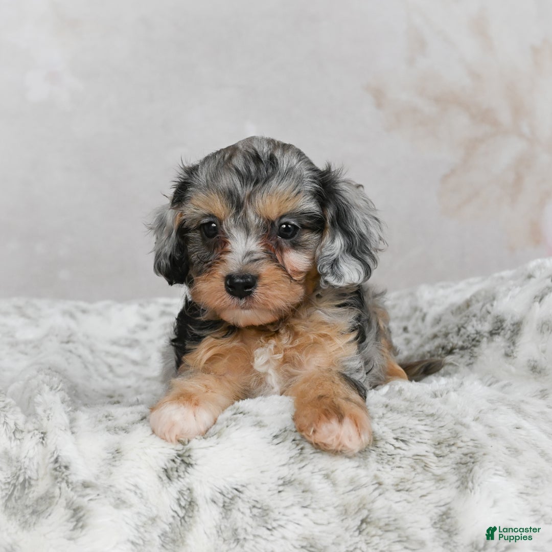 Cavapoo dogs for sale: Luna - Ad 5