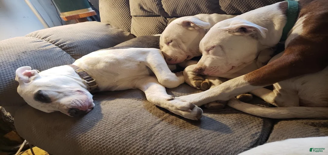 Gallery Image {{count}}