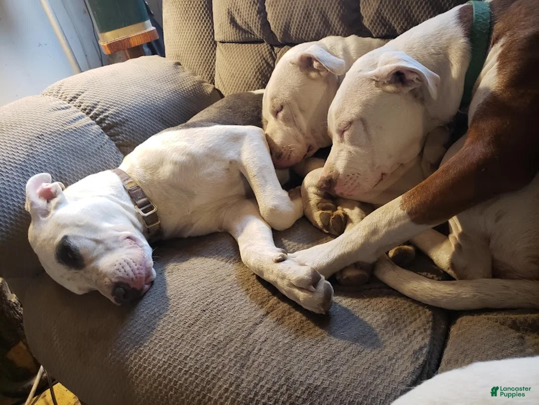 Gallery Image {{count}}