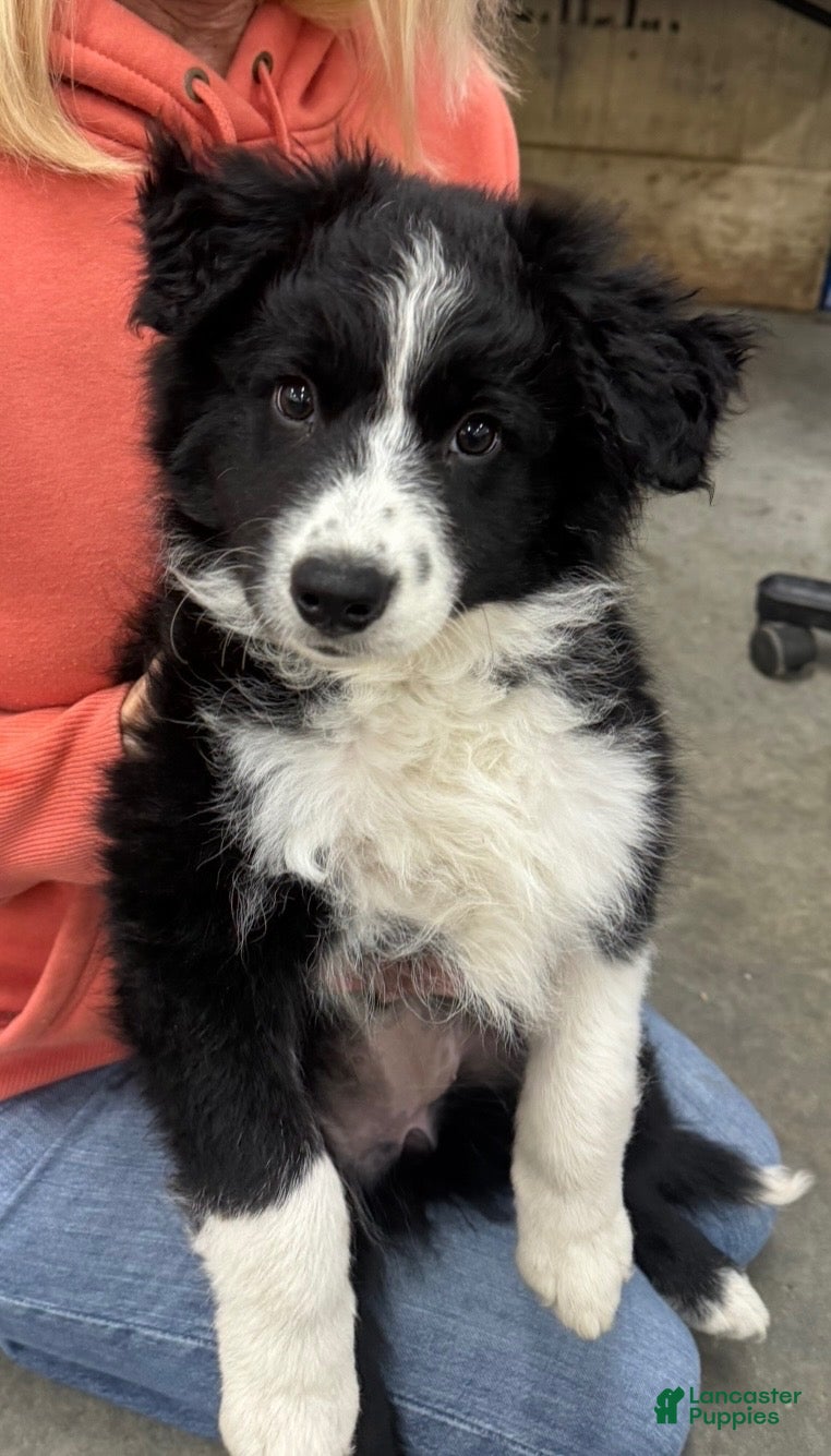 Border Collie dogs for sale: Border Collie 3 - Ad 1