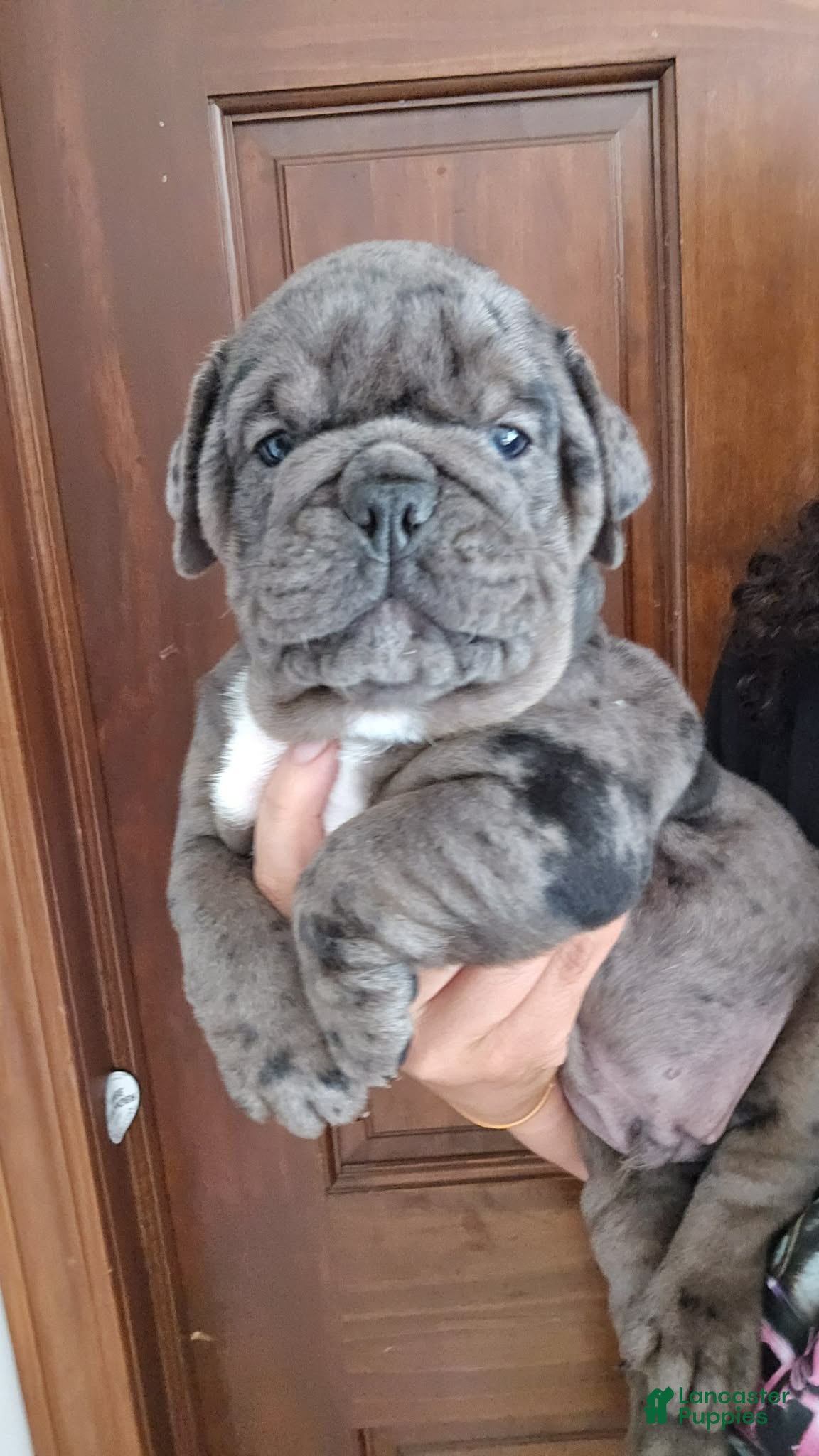 Olde English Bulldogge dogs Black Merle male  - Ad 33