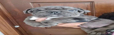 Black Merle male 