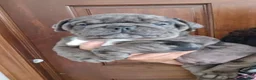 Olde English Bulldogge dogs for sale: Black Merle male  - Ad 1