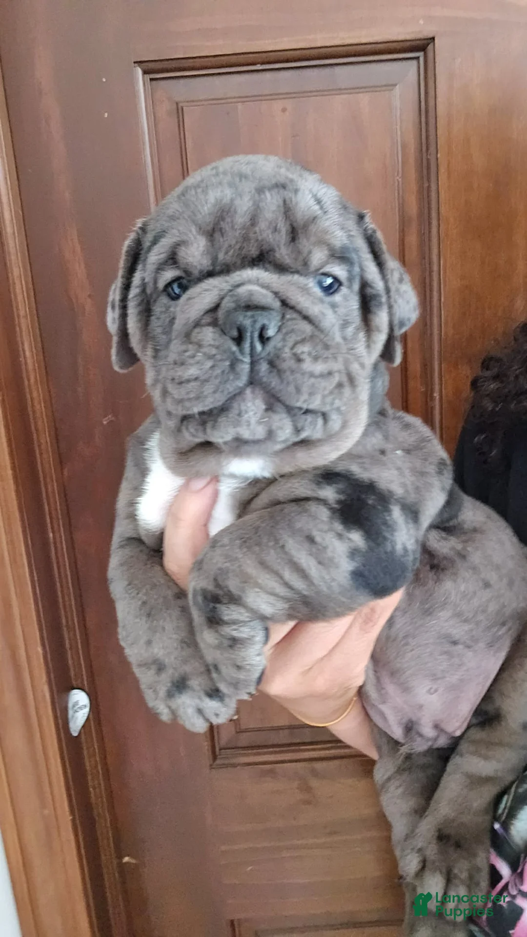 Olde English Bulldogge dogs for sale: Black Merle male  - Ad 1