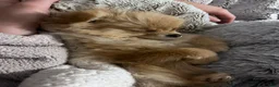 Pomeranian dogs for sale: Pica - Ad 5