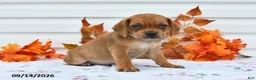 Puggle dogs for sale: Buddy - Ad 3