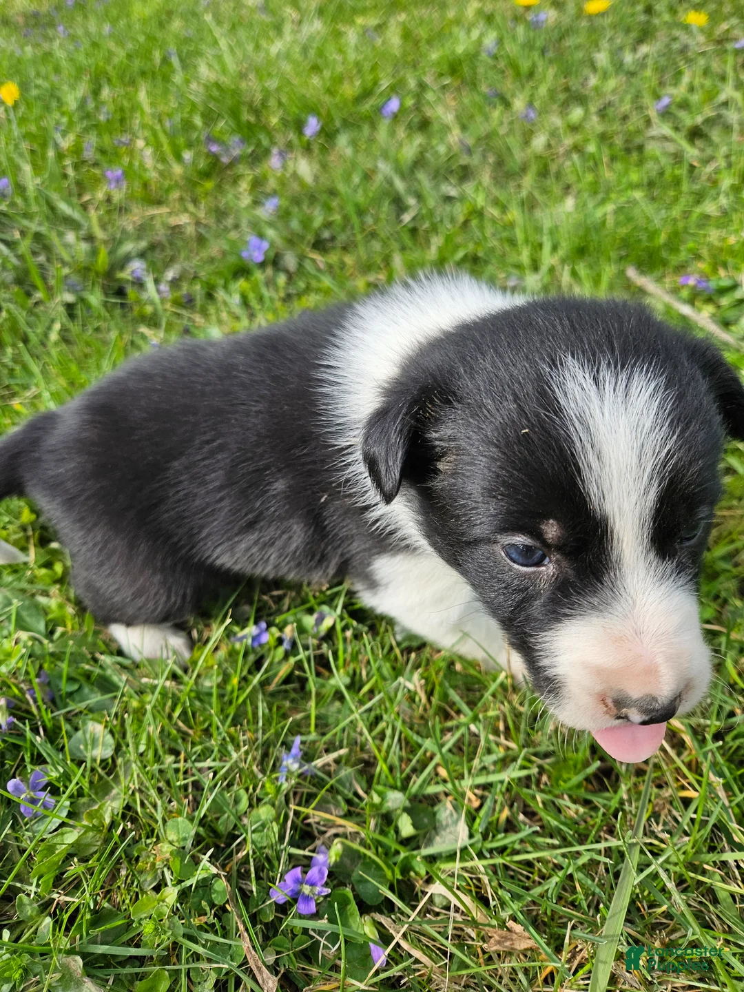 Border Collie dogs for sale: Lily - Ad 2