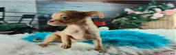 Chihuahua dogs for sale: NATIONWIDE DELIVERY teacup underbite - Ad 3