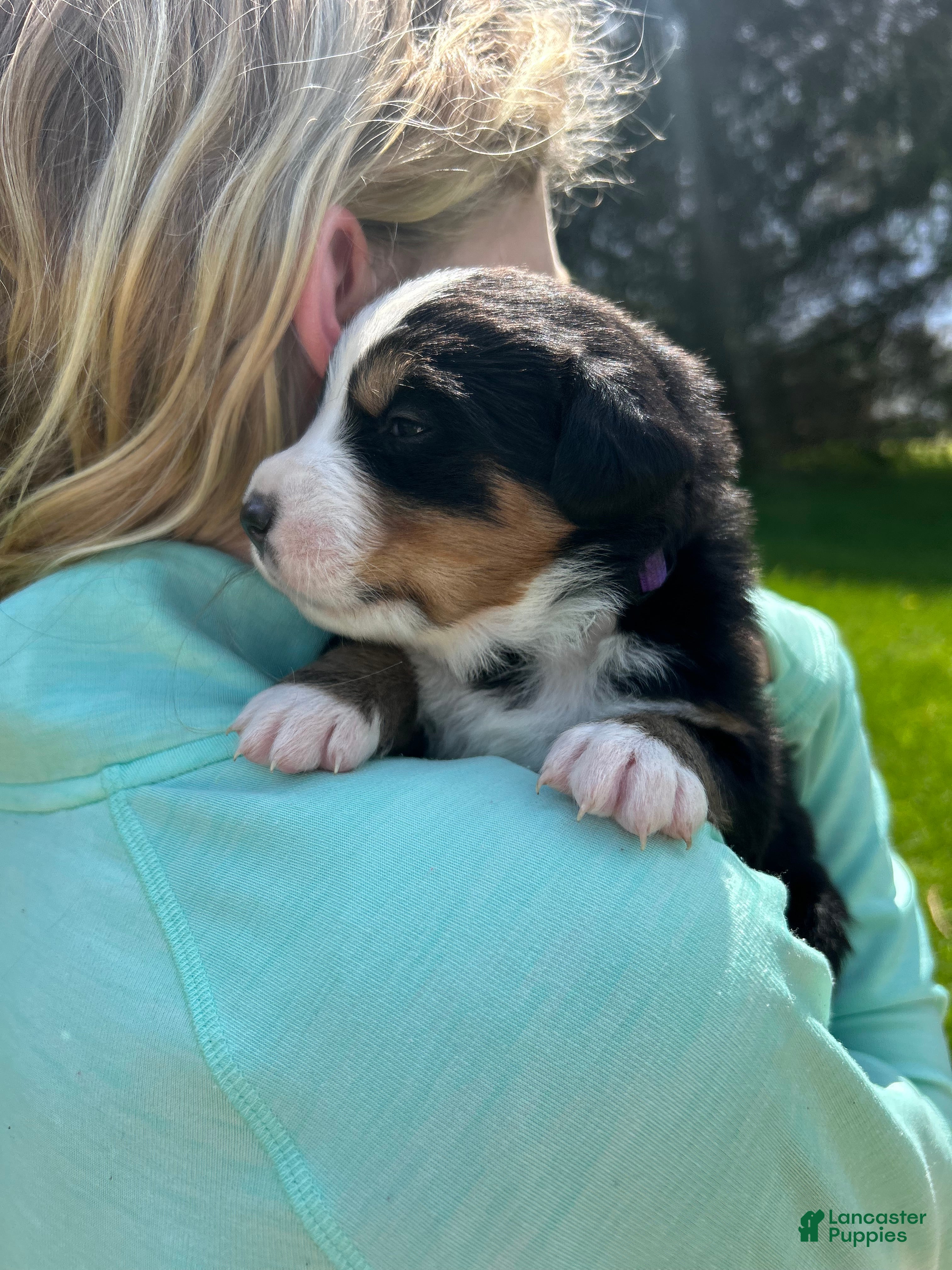 Bernese Mountain Dog dogs Bernese Mountain Dog -Dark Purple Collar - Ad 2