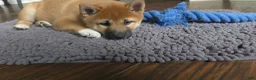 Shiba Inu dogs for sale: Shiba Inu Puppy 1 - Ad 15