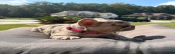 French Bulldog dogs for sale: Freeza  - Ad 5