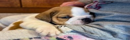English Bulldog dogs for sale: Ralf - Ad 4
