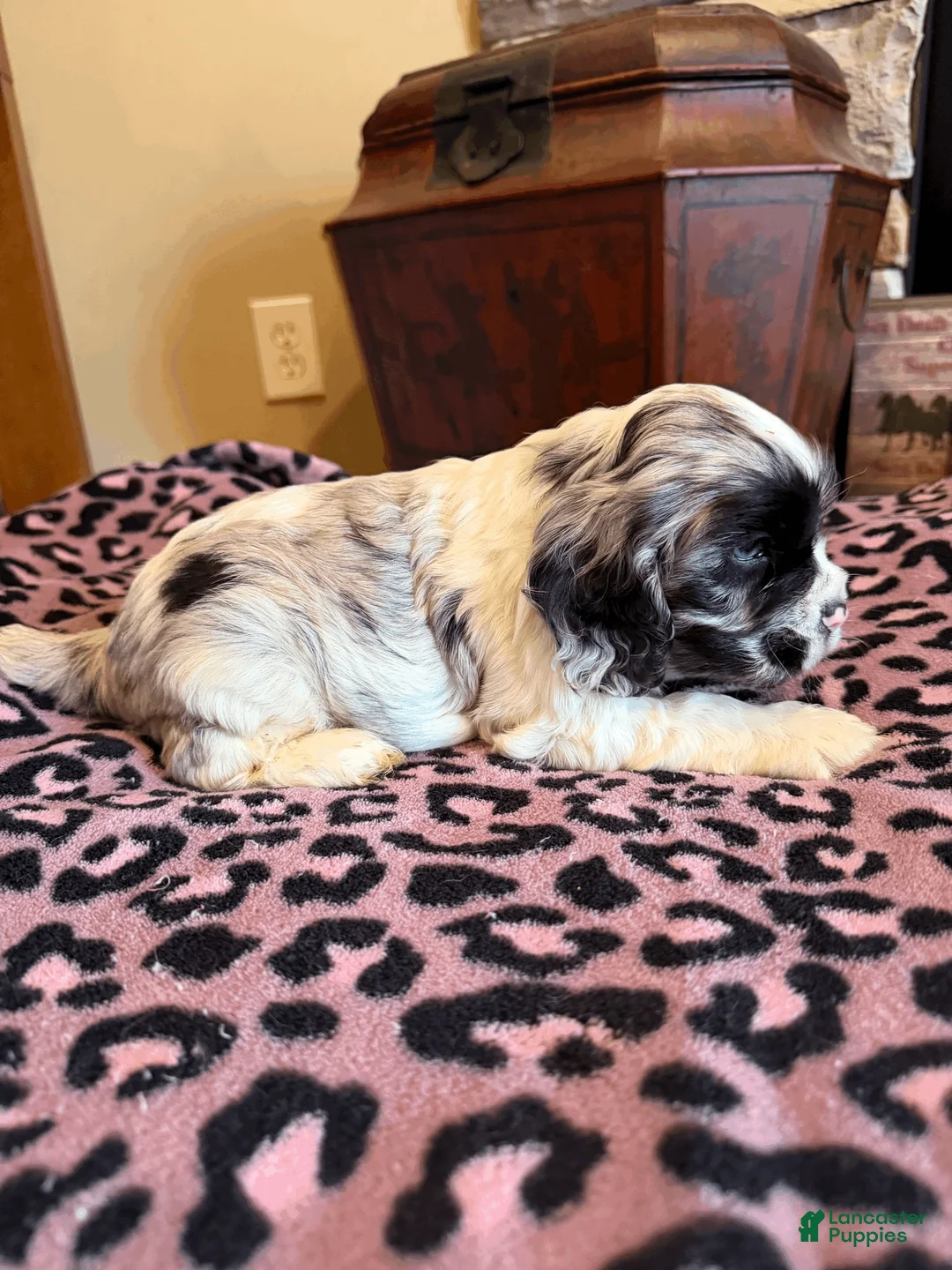Cocker Spaniel dogs for sale: Tito  - Ad 1