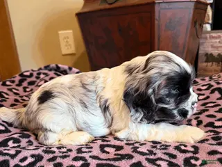 Cocker Spaniel Puppies for sale in Lexington, Kentucky | Lancaster Puppies